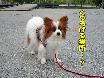 ¤¯¤Ä¤í¤²¤ë¾ì½ê¡¦¡¦¡¦¤