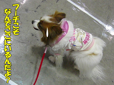 ¥¢¥¸¥¢¥¤¥ó¥¿¡¼2008¡Ê¸åÊӡ˱