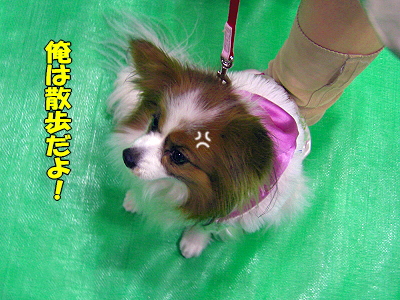 ¥¢¥¸¥¢¥¤¥ó¥¿¡¼2008¡ÊÁ°Êӡ˲