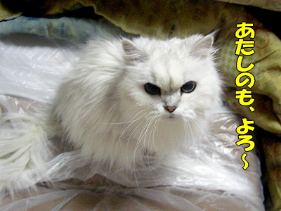 ¤³¤ó¤Ê¤â¤ó¡¢¤¤¤é¤Ê¤¤¡ª¤