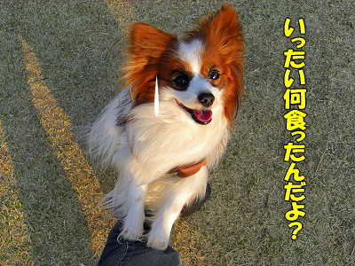 ¤À¤¤¤¸¤ç¤Ö¤«¡©¡©£
