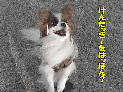¤À¤¤¤¸¤ç¤Ö¤«¡©¡©¤