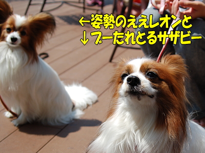 Leon&Sazaby