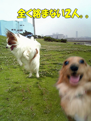 ¥Á¥ã¥í¤ÈÃçÎɤ¯¡¦¡¦¡¦¡¦¡Ê´À
