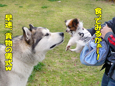 ��󥳤����ʸ��ԡ˭�