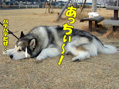 ���ߤλ���ƻ����������