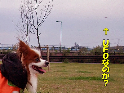 �����ӡ���UFO��