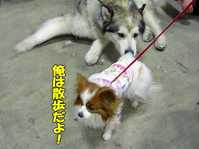 ¥¢¥¸¥¢¥¤¥ó¥¿¡¼2008¡Ê¸åÊӡ˰