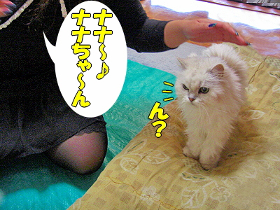¥¹¥¿¥ó¥×ºî¤ê¢