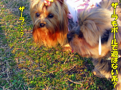GOLDEN SAZABY¨