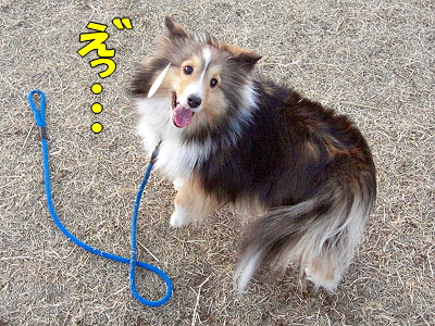 �ʤ��Фʤ롪��