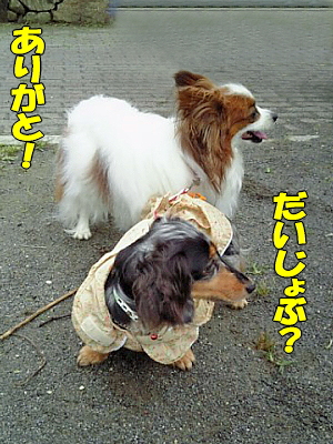 ¤À¤¤¤¸¤ç¤Ö¡©