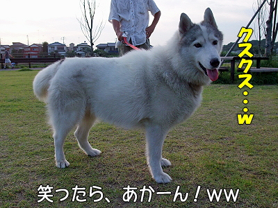 ¥Ö¥é¥Ü¡¼¡¦¥¢¥í¥¢¡ú©