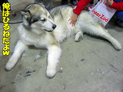 ¥¢¥¸¥¢¥¤¥ó¥¿¡¼2008¡Ê¸åÊӡ˲