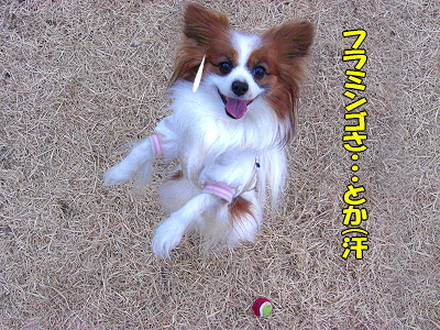 ¤½¤Î¸å¤â¥µ¥¶¥Ó¡¼£÷«
