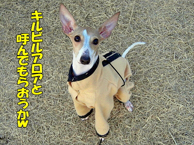 ��ä��ޤ��ʡ���
