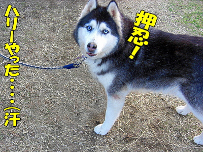 ¥¤¥ó¥Ç¥£¥¢¥ó¤òõ¤·¤Æ¡¦¡¦¡¦¡¦§