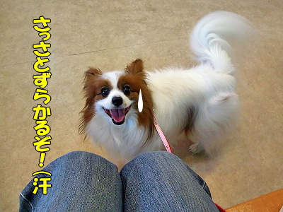 ¼ê½Ñ¡¦¡¦¡¦¡¦¥