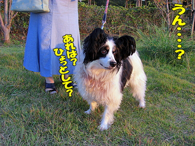 ���ܥ����粦��