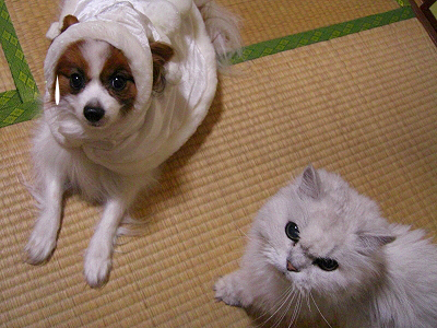 ÅߤΥ³¥¹¥×¥ì£