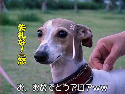 ¥Ö¥é¥Ü¡¼¡¦¥¢¥í¥¢¡ú