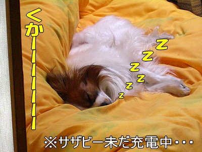 ¥¢¥¸¥¢¥¤¥ó¥¿¡¼2008¡Ê¸åÊÓ¡Ë«