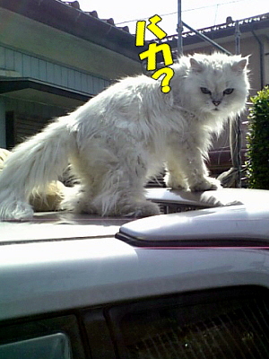 ¥«¥Ã¥Á¡¼¥ó¡ª¡ÊÅÜ