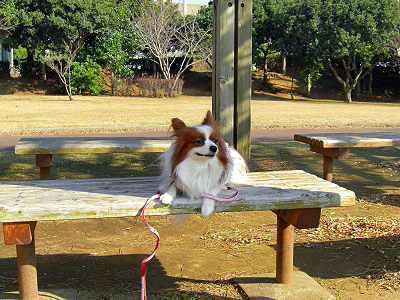 ǯ±Û¤·¡¦¡¦¤«¡Ê´À¬