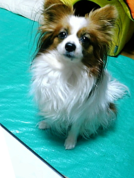 ���ŵ���