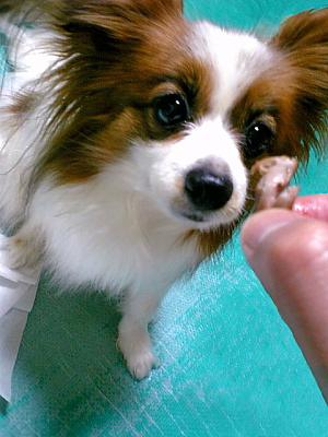 �ɤ�ɤ졦������