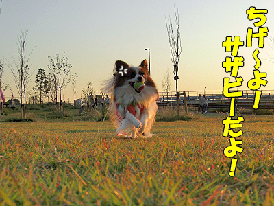 ���ܥ����粦��