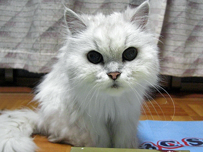 Happy Birthday HERMES 2007¤