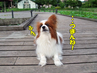 µ¤Ê¬²°¡¦¡¦¡¦¡¦¤