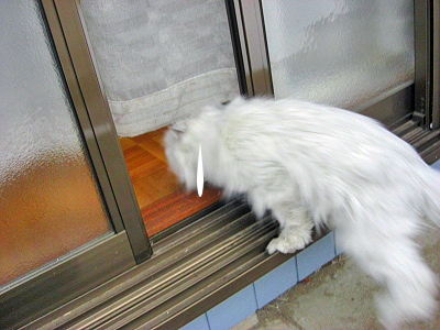 ÅߤΥµ¥¶¥Ó¡¼ÈÔ¤¤¿¤Æ¢ö¦