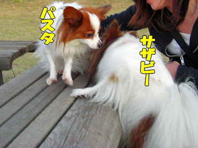 ¥Ñ¥¹¥¿¤¢¤é¤ï¤ë¡ª®