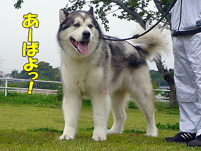 ��󥳤����ʸ��ԡ˭�