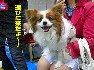 ¥¢¥¸¥¢¥¤¥ó¥¿¡¼2008¡ÊÁ°Êӡ˨