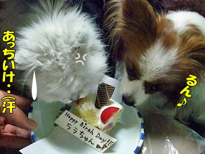 Happy Birthday HERMES��2008��