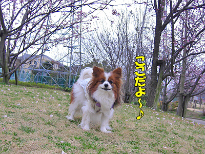 ºù¤ÎÌڤβ¼¤Ç¤