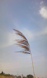 2f621831.JPG