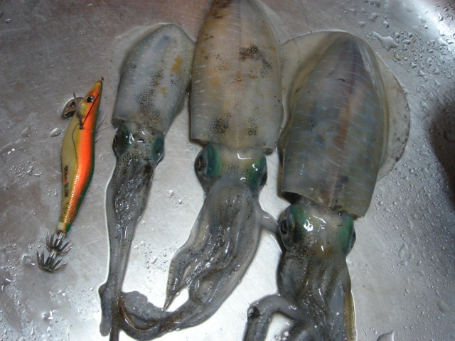 ika4