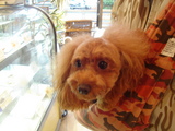 momoko