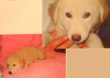 satooya3