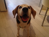 chacha
