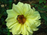 20091020roses 045