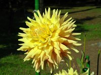 20091020roses 043