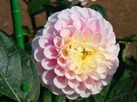 20091020roses 049