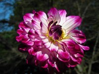 20091020roses 046