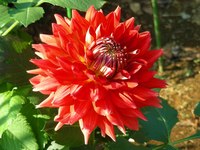 20091020roses 048