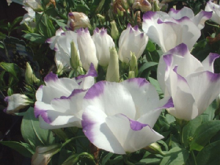 �ȥ륳�����祦�ʤȤ뤳�����礦�ˤβָ��աʲ֤��ȤС�